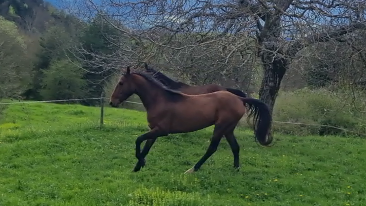 Gelding Akhal Teke For sale 2020 Bay