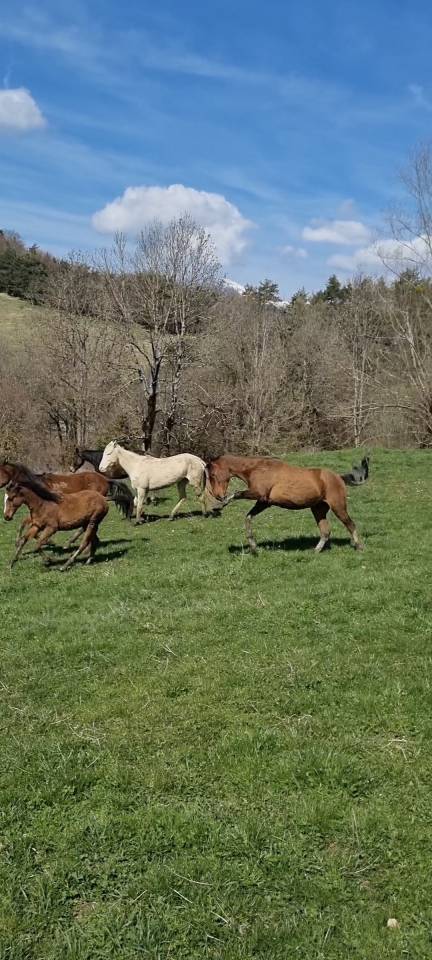 Gelding Akhal Teke For sale 2020 Bay