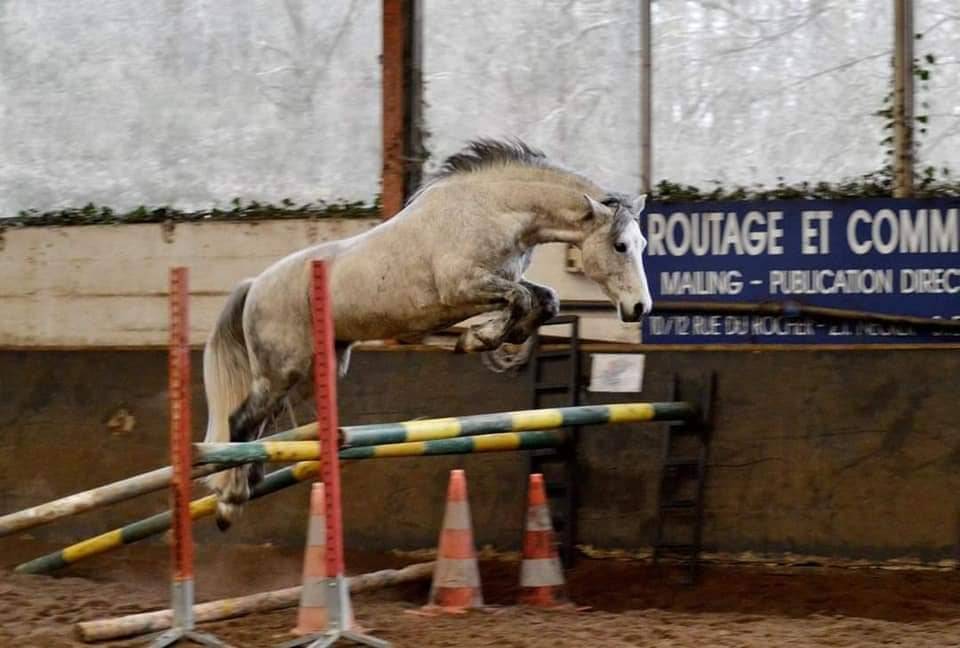 Chuckberry Melody - Connemara 2012 by IMPERATOR MELODY