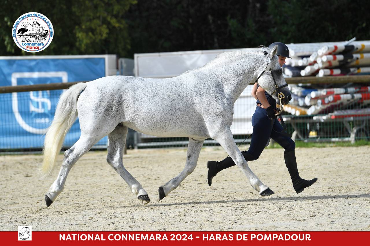 Chuckberry Melody - Connemara 2012 by IMPERATOR MELODY