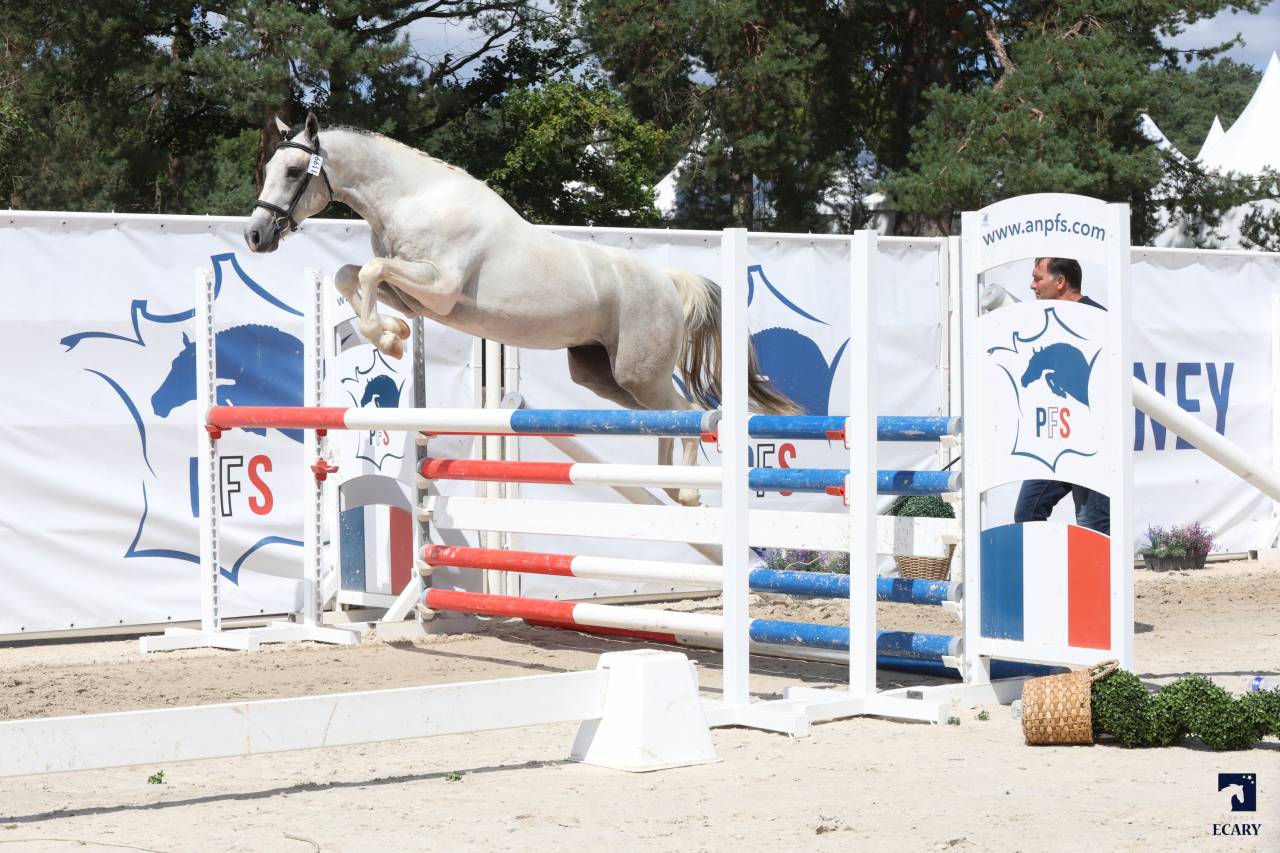 MYSTERY PONDI EDB - French Saddle Pony 2022 by Pixies Leam Pondi
