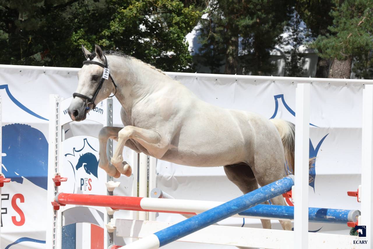 MYSTERY PONDI EDB - French Saddle Pony 2022 by Pixies Leam Pondi
