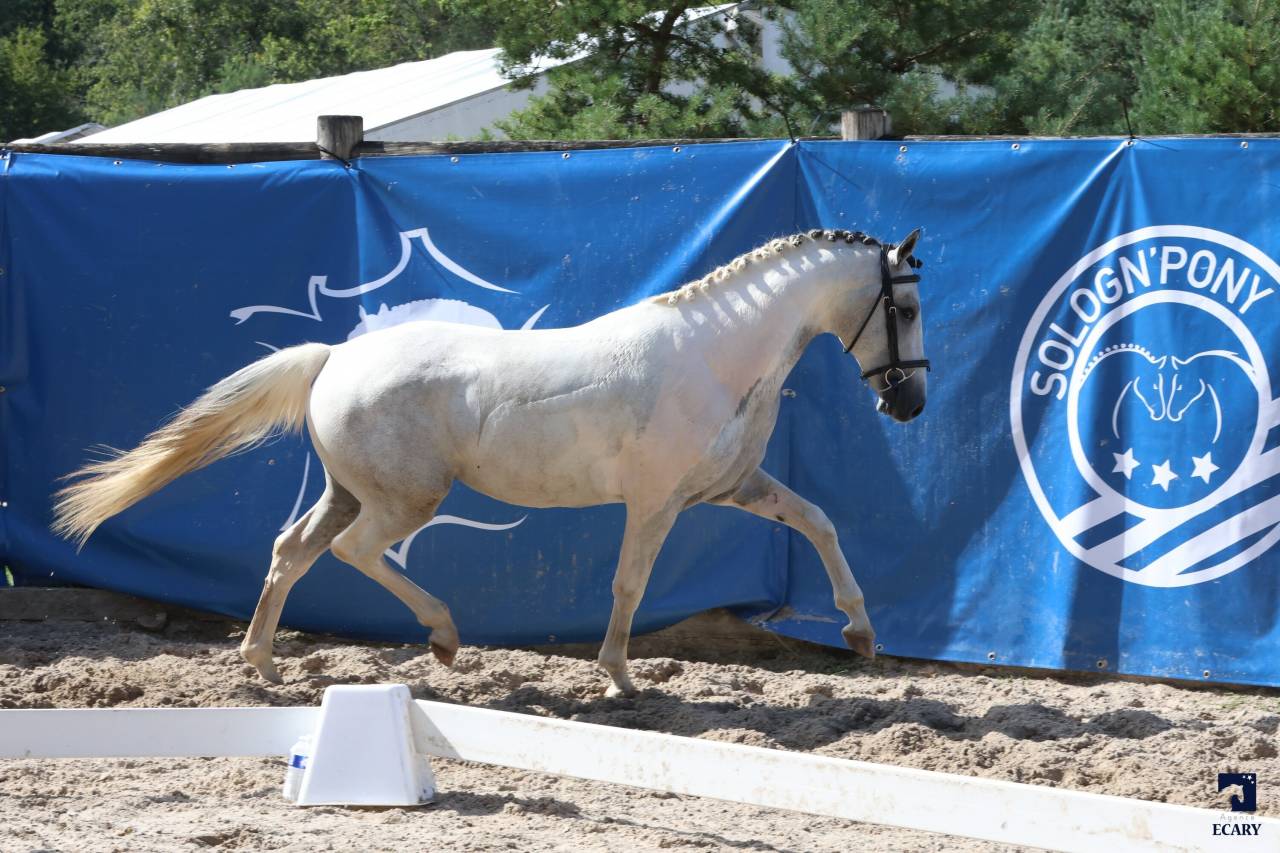 MYSTERY PONDI EDB - French Saddle Pony 2022 by Pixies Leam Pondi