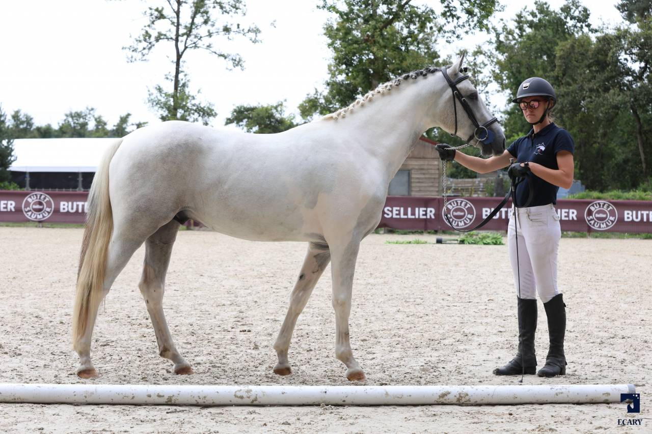 MYSTERY PONDI EDB - French Saddle Pony 2022 by Pixies Leam Pondi