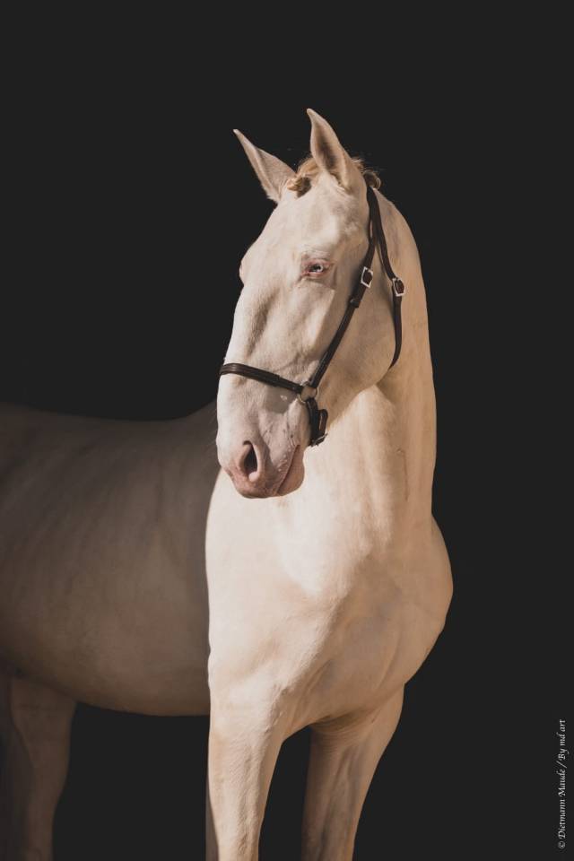 Stallion Lusitano For sale 2017 Perlino