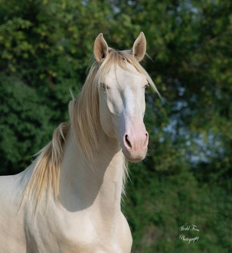 Stallion Lusitano For sale 2017 Perlino
