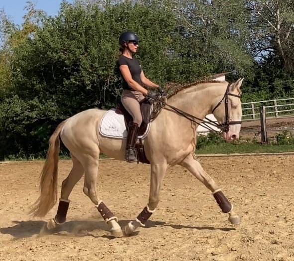 Stallion Lusitano For sale 2017 Perlino