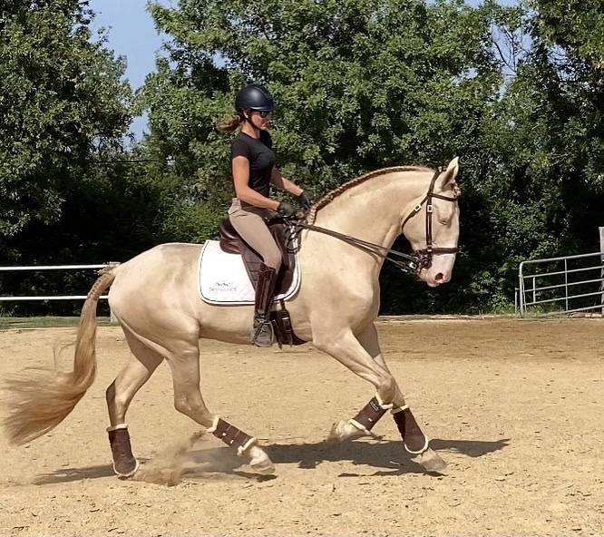 Stallion Lusitano For sale 2017 Perlino