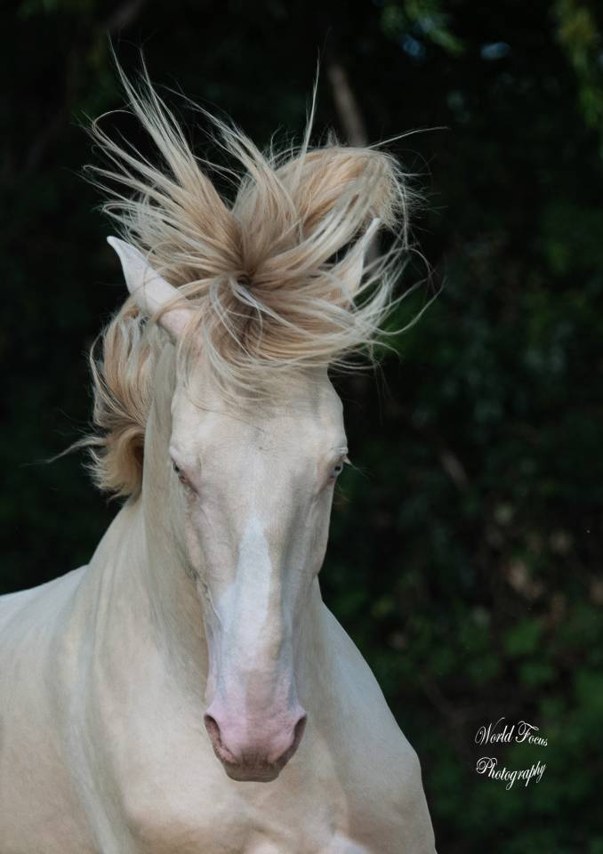 Stallion Lusitano For sale 2017 Perlino