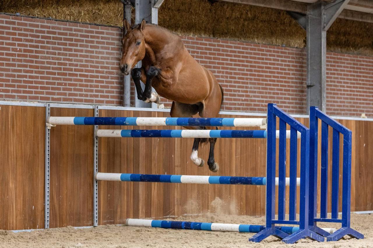 Stallion Oldenburg For sale 2021 Bay