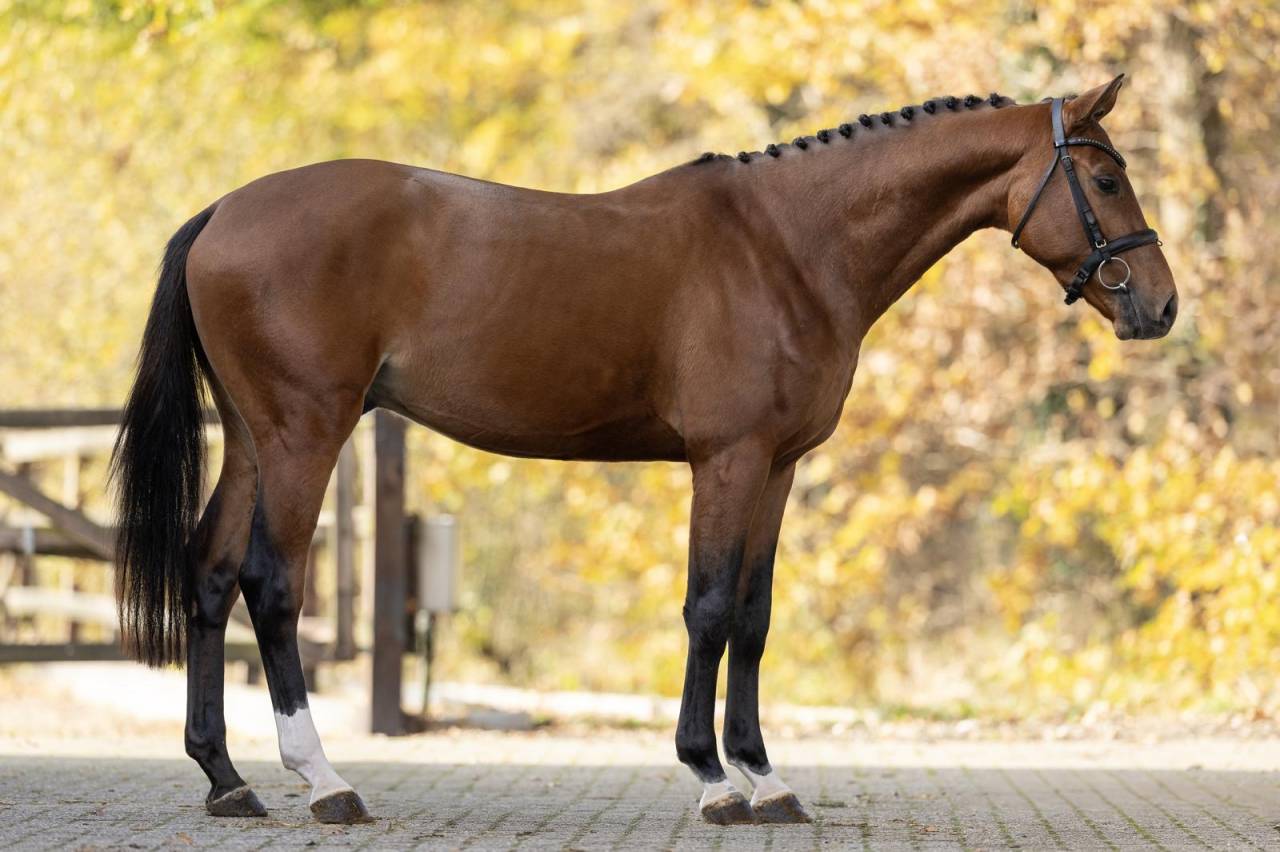 Stallion Oldenburg For sale 2021 Bay
