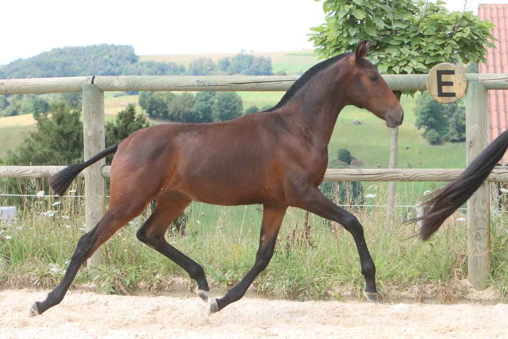 Filly Origin Recorded For sale 2024 Dark Bay