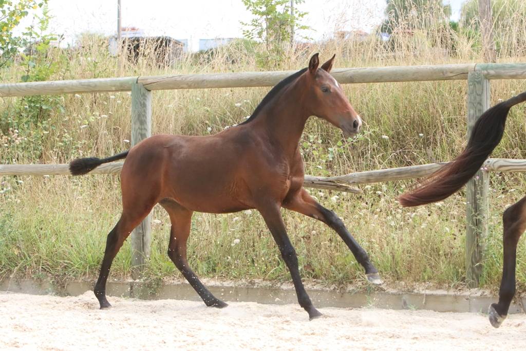 Filly Origin Recorded For sale 2024 Dark Bay