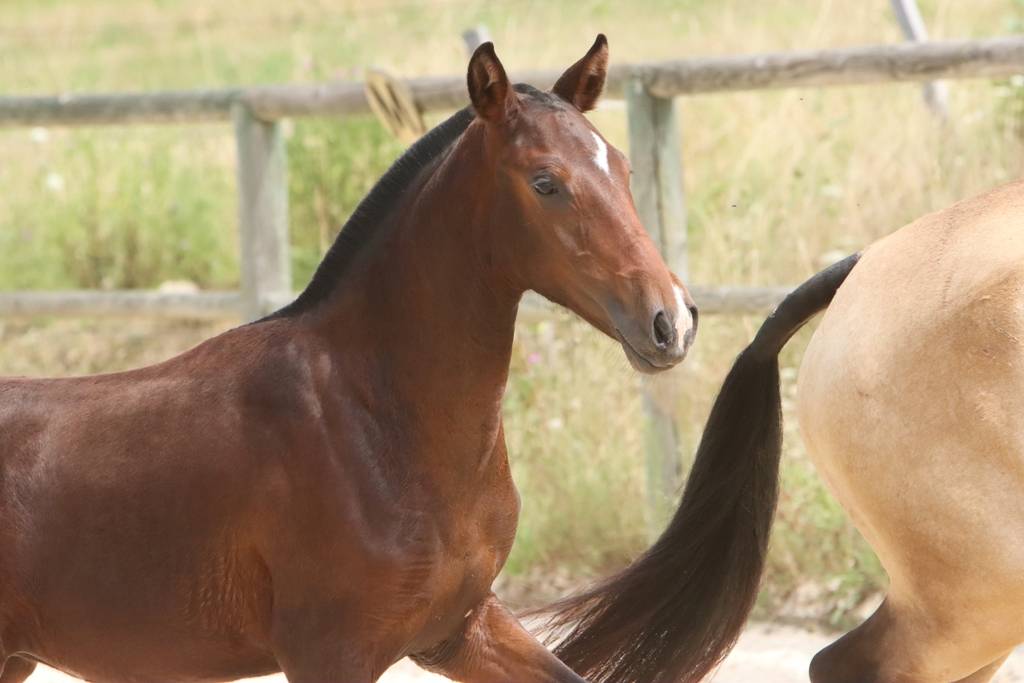 Filly Origin Recorded For sale 2024 Dark Bay