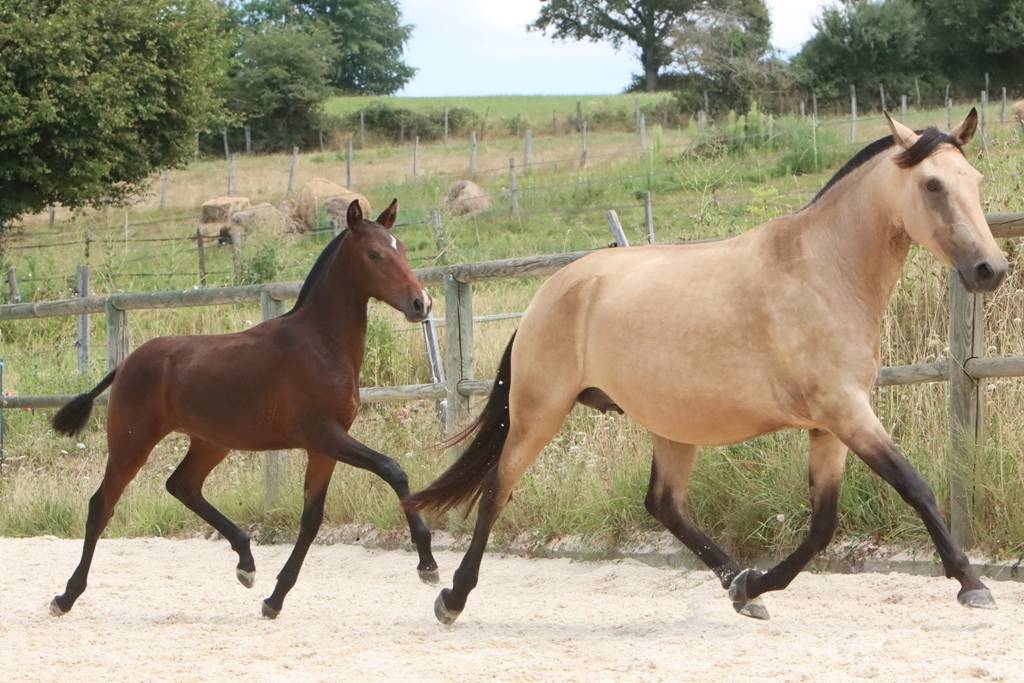 Filly Origin Recorded For sale 2024 Dark Bay