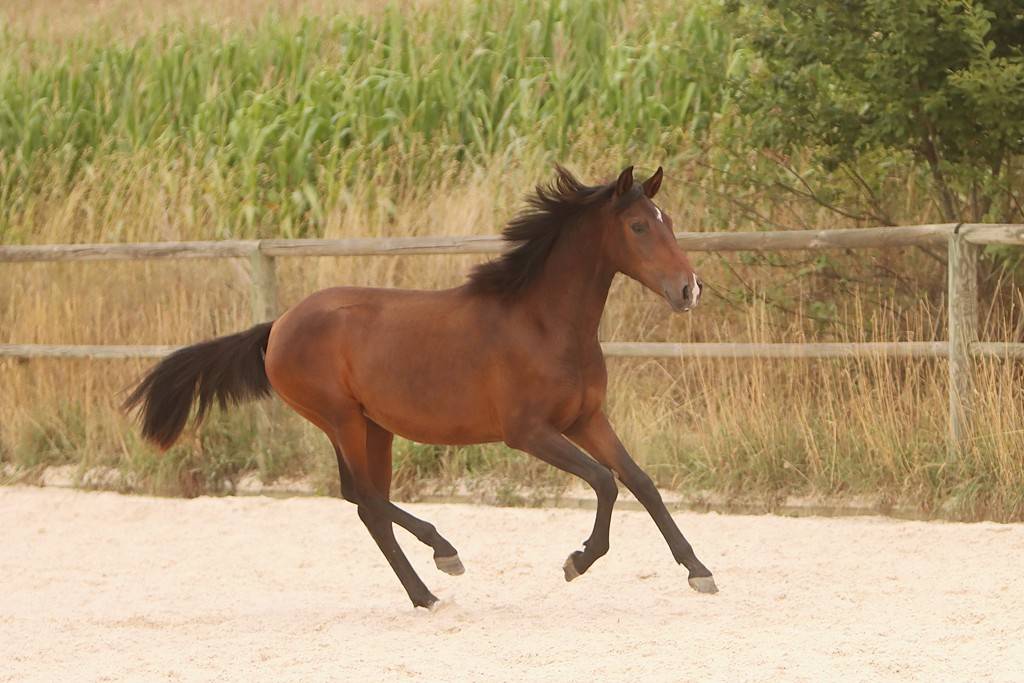 Filly Origin Recorded For sale 2024 Dark Bay