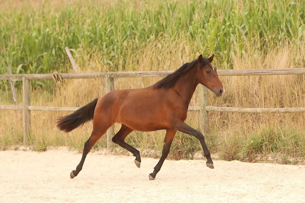 Filly Origin Recorded For sale 2024 Dark Bay