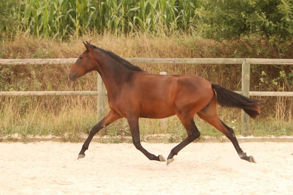 Filly Origin Recorded For sale 2024 Dark Bay