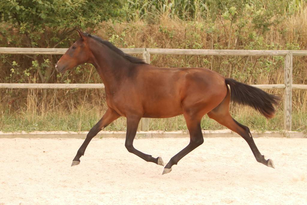 Filly Origin Recorded For sale 2024 Dark Bay