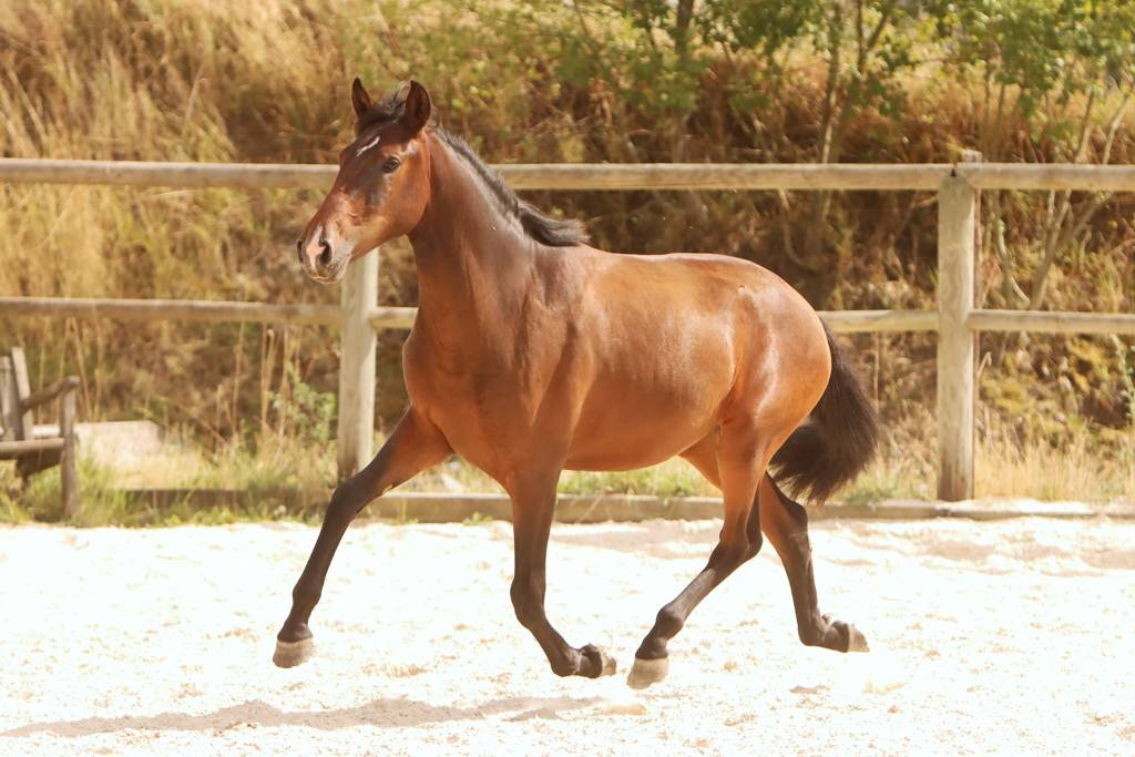 Filly Origin Recorded For sale 2024 Dark Bay