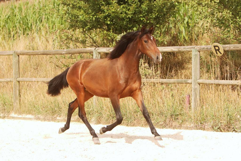 Filly Origin Recorded For sale 2024 Dark Bay