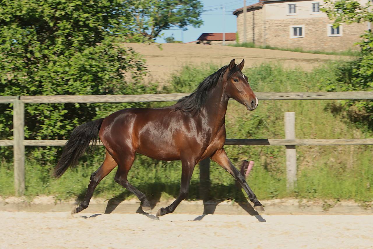 Filly Origin Recorded For sale 2024 Dark Bay
