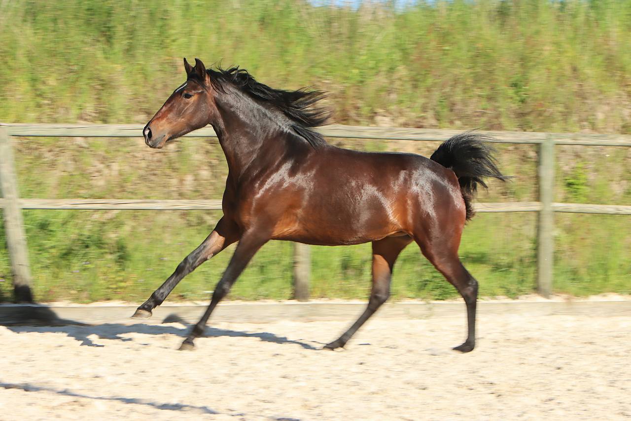 Filly Origin Recorded For sale 2024 Dark Bay