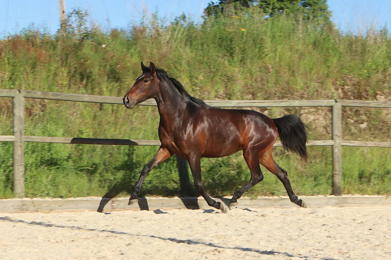 Filly Origin Recorded For sale 2024 Dark Bay
