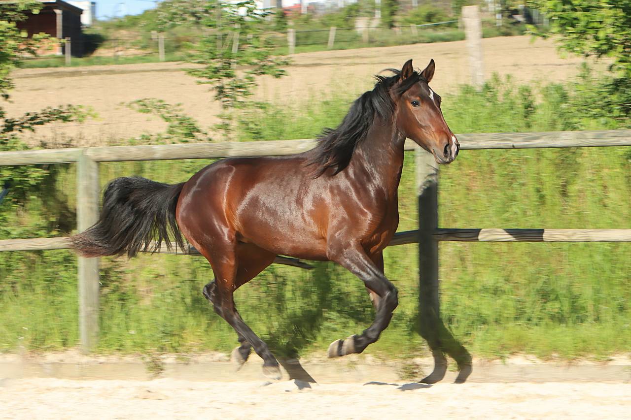 Filly Origin Recorded For sale 2024 Dark Bay