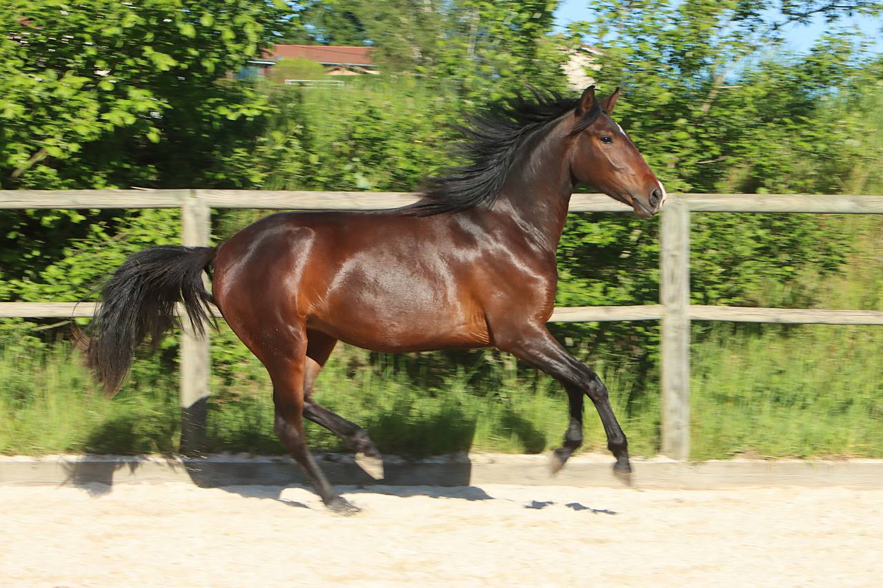 Filly Origin Recorded For sale 2024 Dark Bay