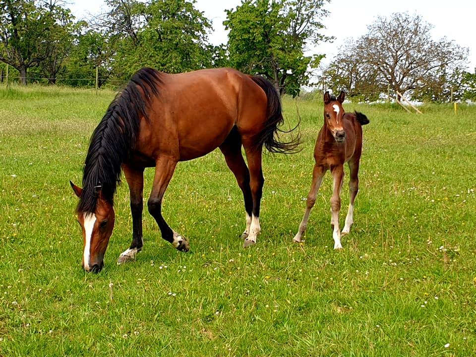 Mare Selle Français For sale 2014 Bay