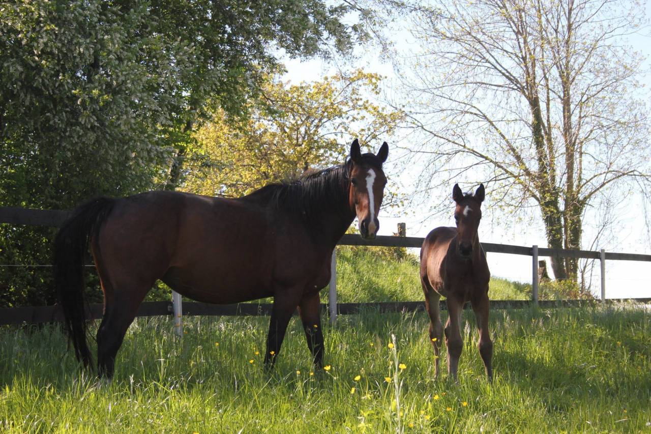 Mare Selle Français For sale 2007 Bay