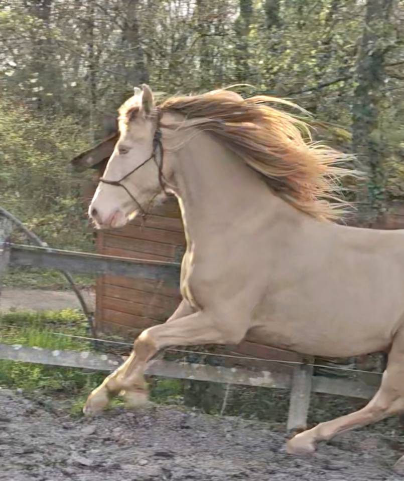 Gelding PRE Pure Spanish Bred For sale 2016 Perlino