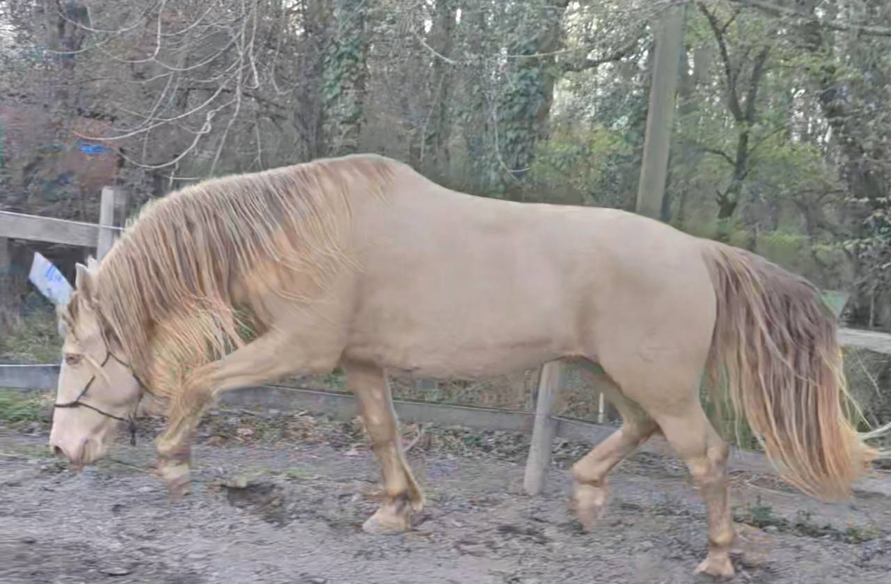 Gelding PRE Pure Spanish Bred For sale 2016 Perlino