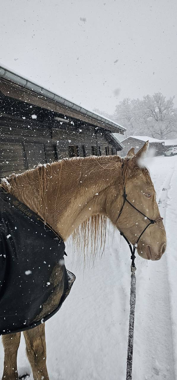 Gelding PRE Pure Spanish Bred For sale 2016 Perlino