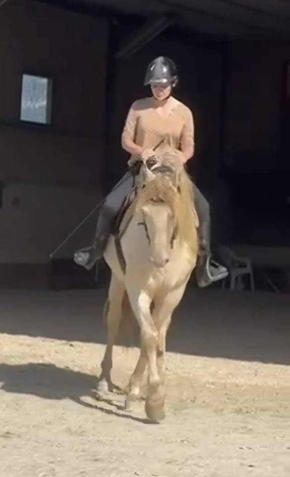 Gelding PRE Pure Spanish Bred For sale 2016 Perlino