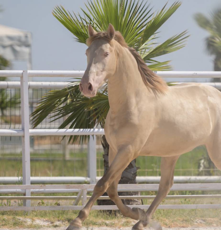 Gelding PRE Pure Spanish Bred For sale 2016 Perlino