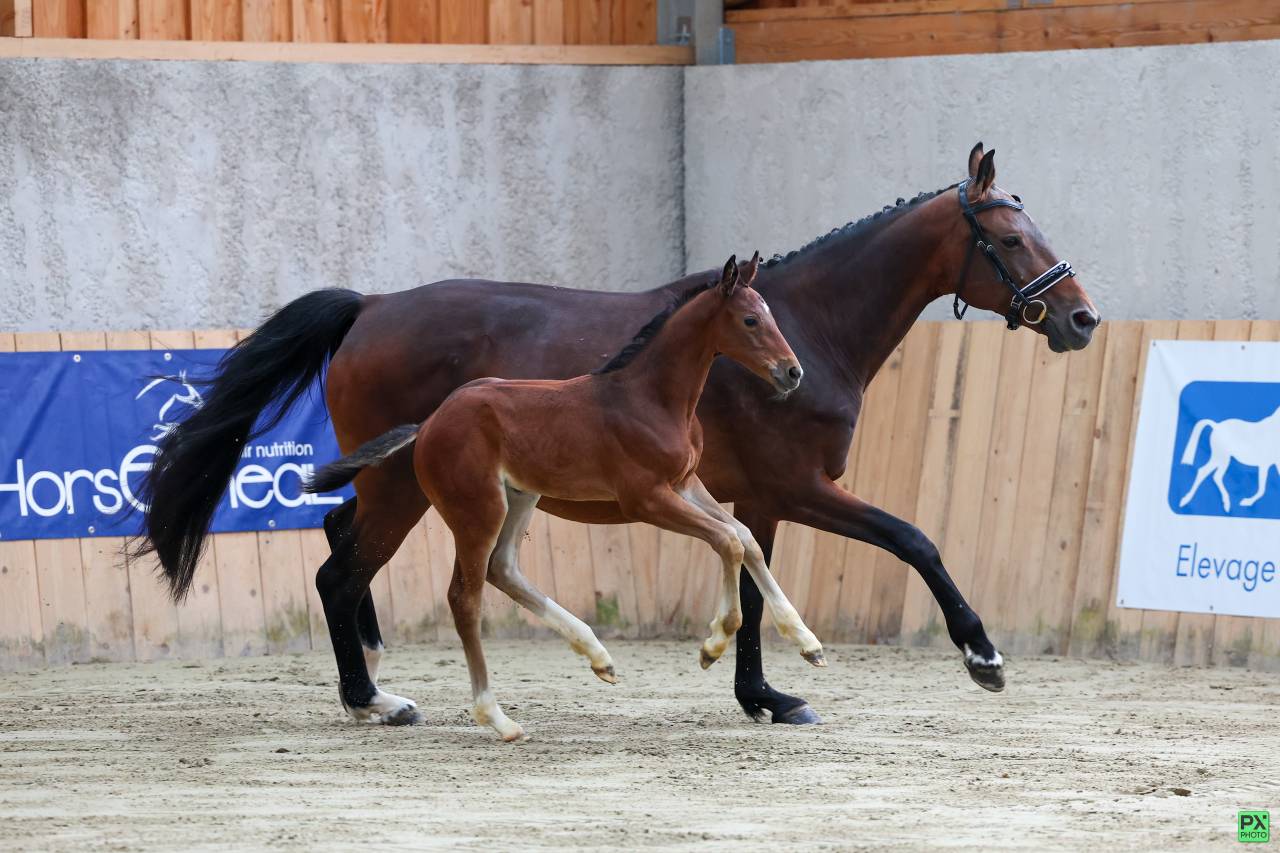 Filly Selle Français For sale 2025 Dark Bay