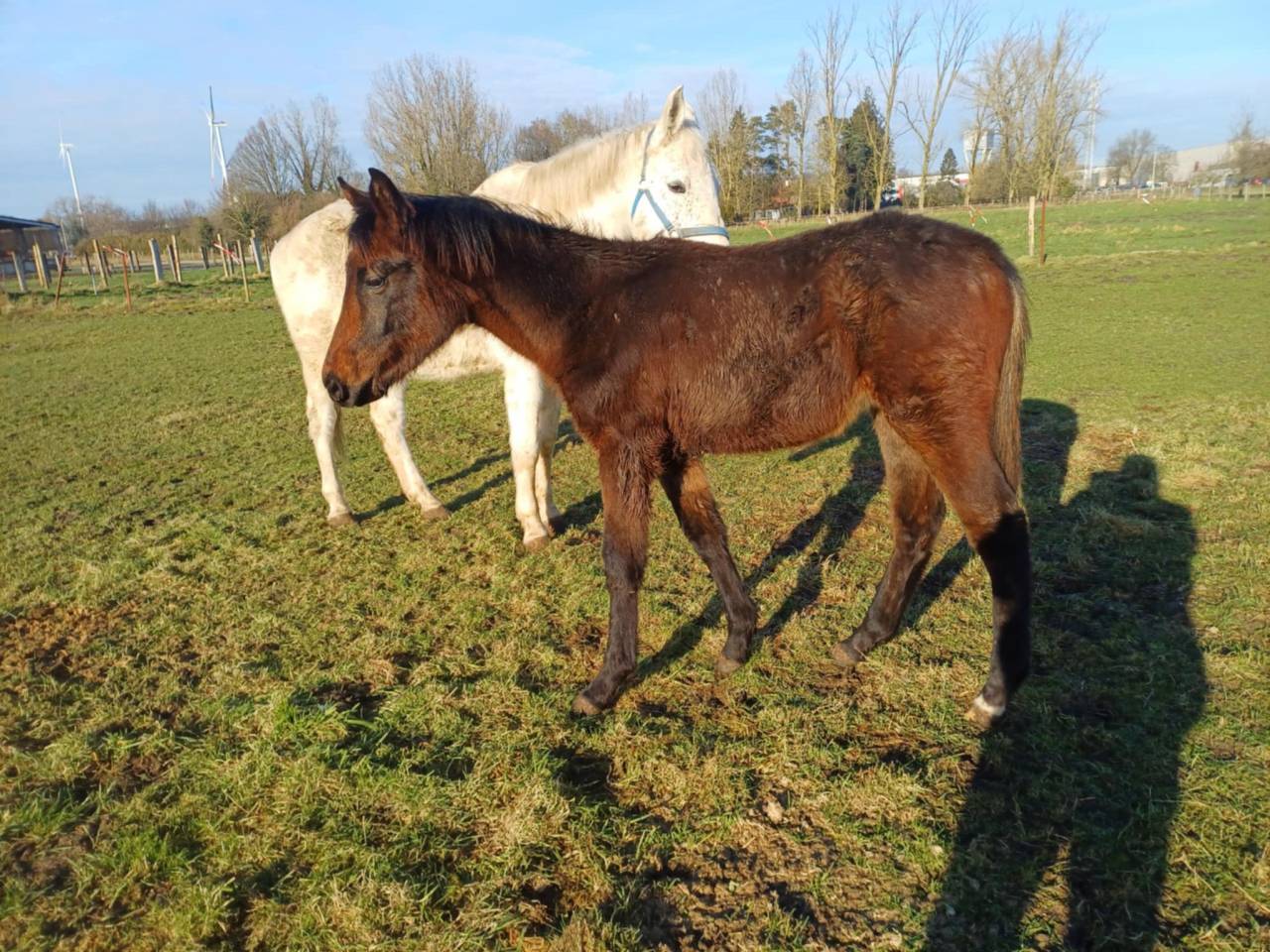 Filly Zangersheide For sale 2024 Dark Bay