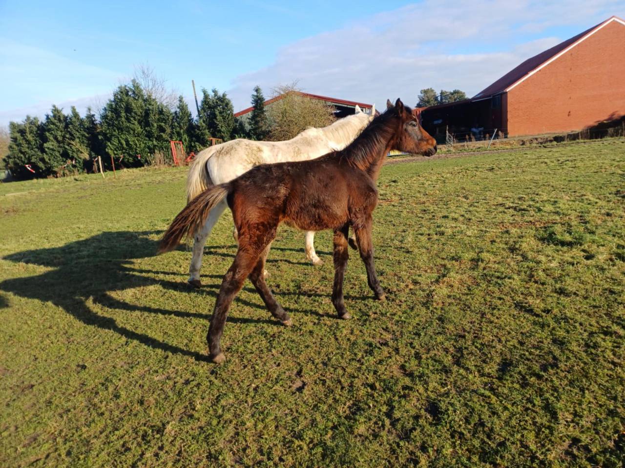 Filly Zangersheide For sale 2024 Dark Bay
