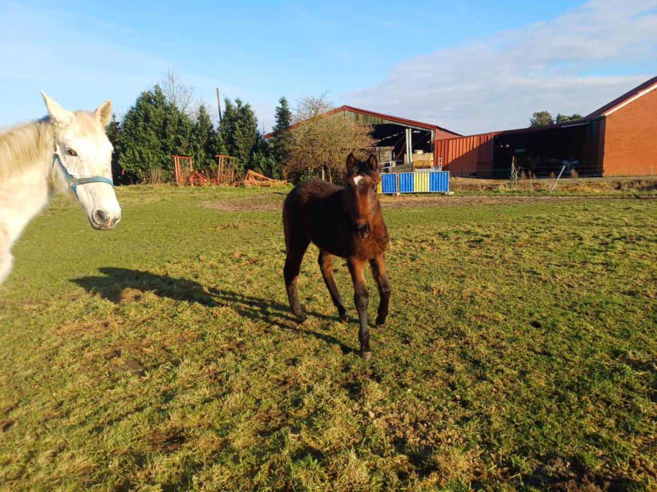 Filly Zangersheide For sale 2024 Dark Bay