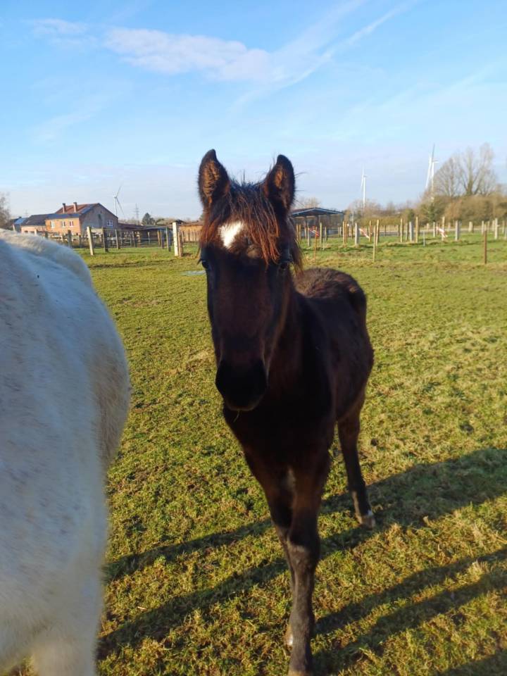 Filly Zangersheide For sale 2024 Dark Bay