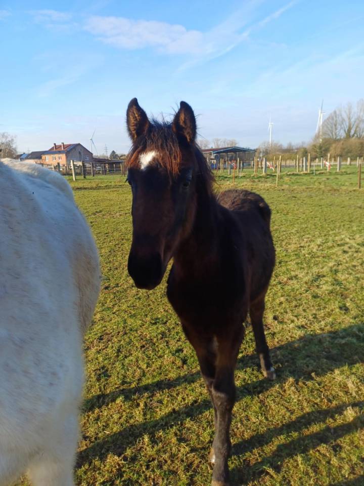 Filly Zangersheide For sale 2024 Dark Bay