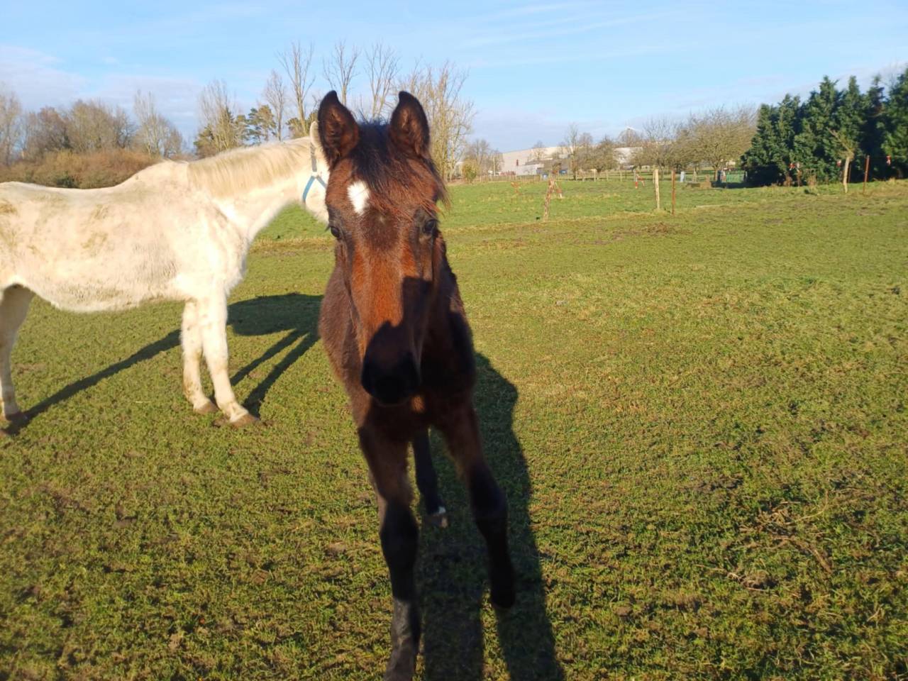 Filly Zangersheide For sale 2024 Dark Bay