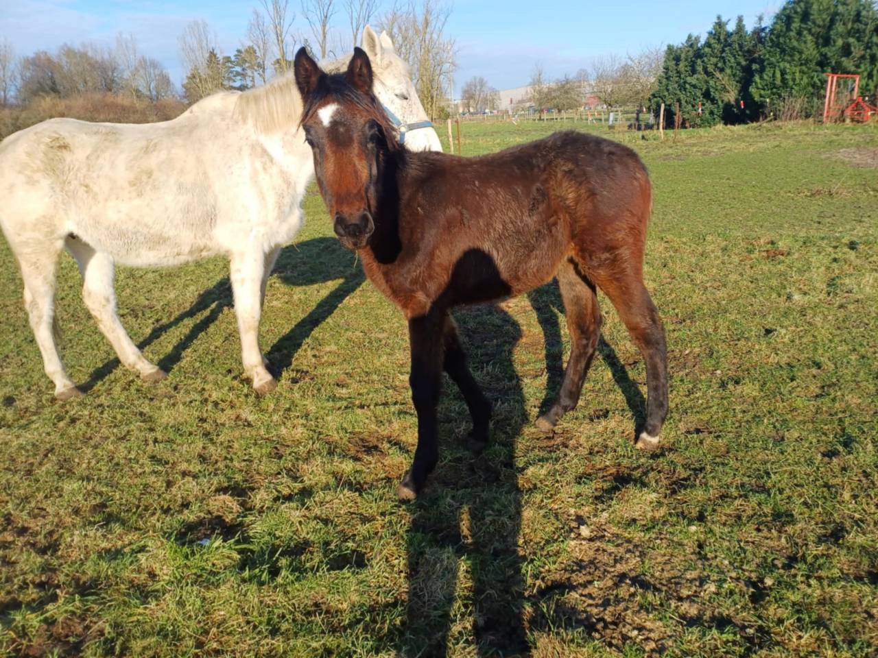 Filly Zangersheide For sale 2024 Dark Bay