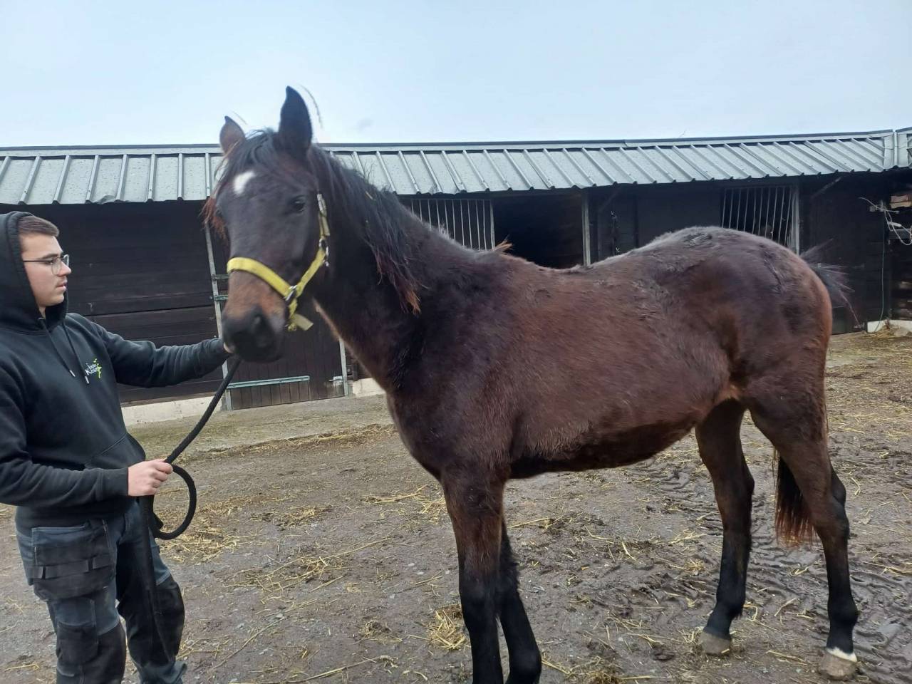 Filly Zangersheide For sale 2024 Dark Bay