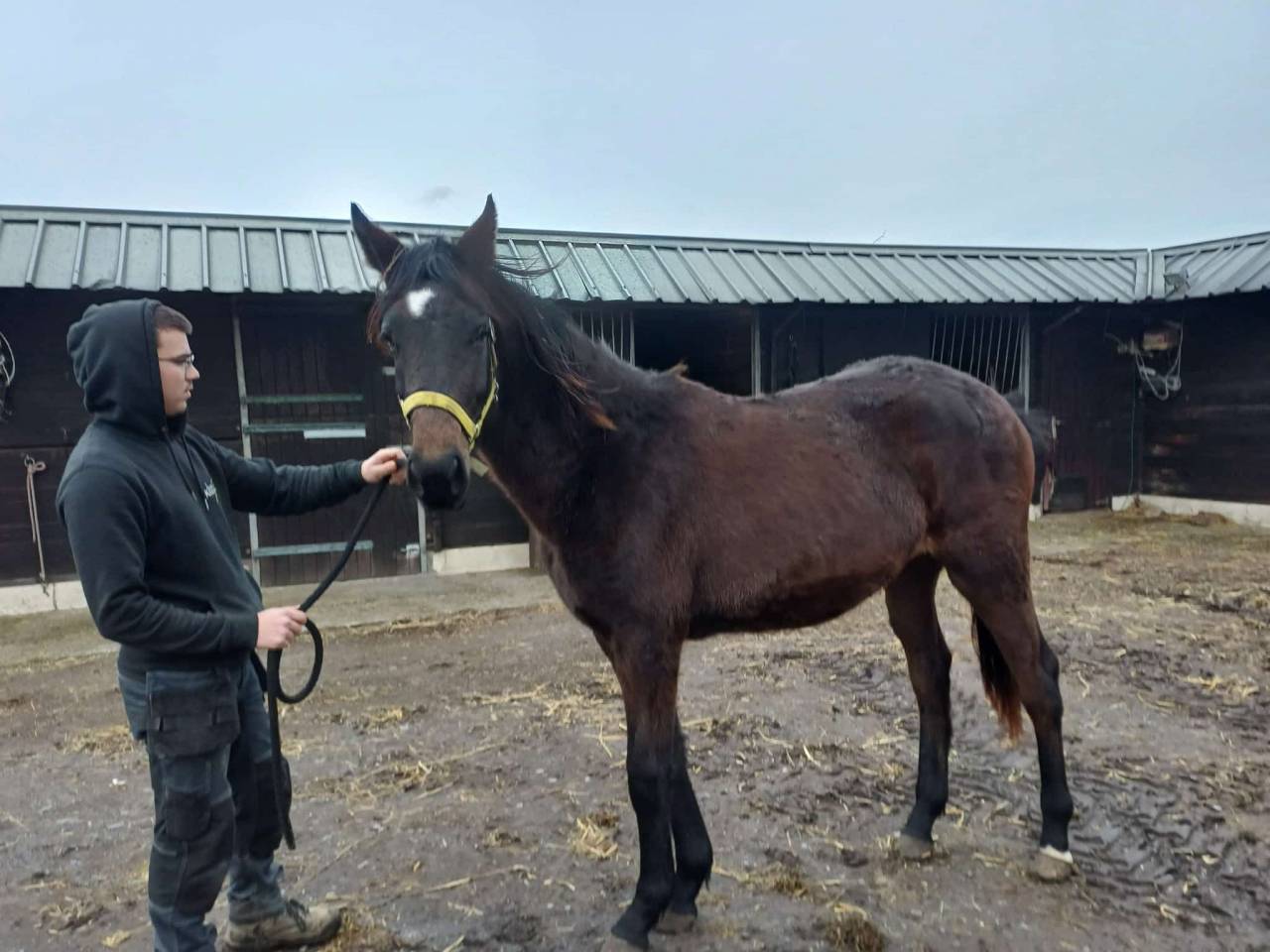 Filly Zangersheide For sale 2024 Dark Bay