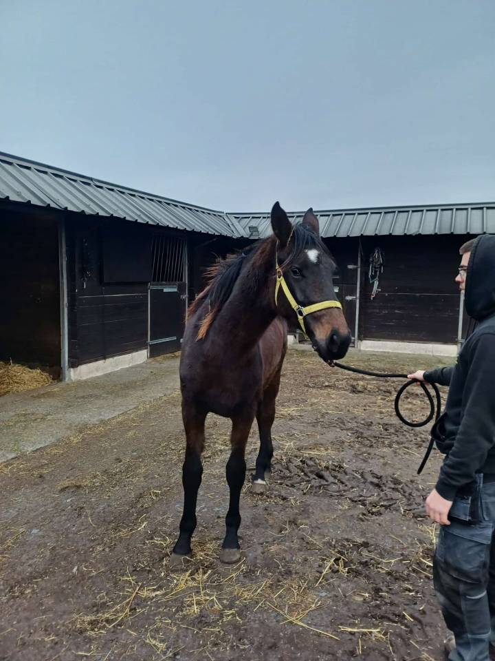 Filly Zangersheide For sale 2024 Dark Bay