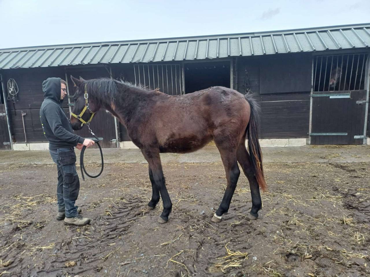Filly Zangersheide For sale 2024 Dark Bay