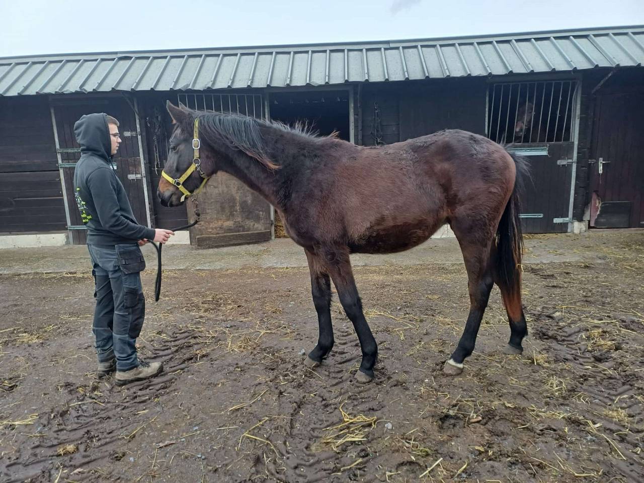 Filly Zangersheide For sale 2024 Dark Bay